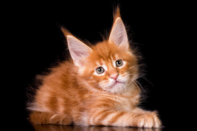 黑色背景上的缅因猫。