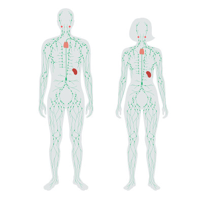LymphaticSystem