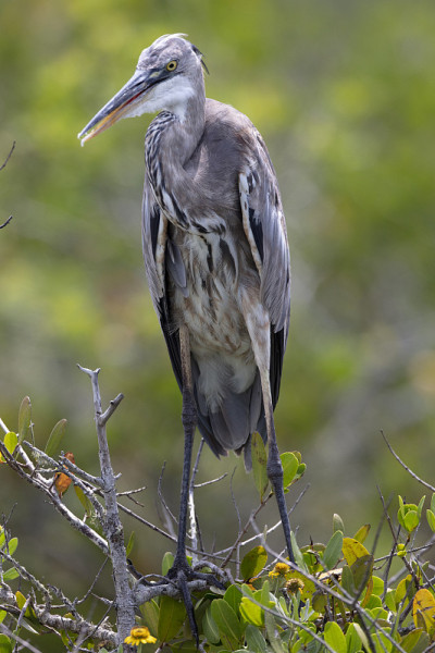 Blue Heron