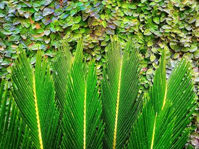 匍匐无花果