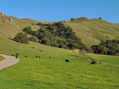奶牛在加利福尼亚弗里蒙特的米申峰(Mission Peak)的山麓吃草