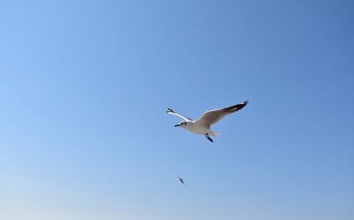 在泰国Samutprakan邦浦娱乐中心的海面上，海鸥在空中飞翔。