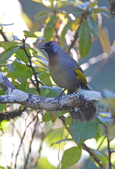 Silver-eared Laughingthrush