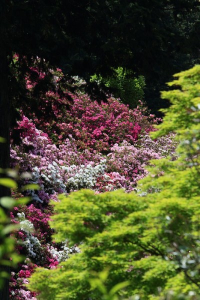 杜鹃花