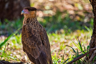 野生鸟类Chimango Caracara -猛禽Chimango Caracara / Milva