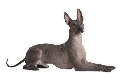墨西哥xoloitzcuintle狗