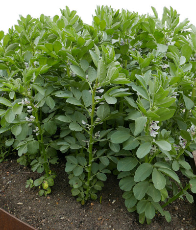 蚕豆或爪哇豆植物
