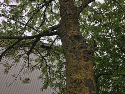 白蜡(Fraxinus excelsior)树- 2018年5月