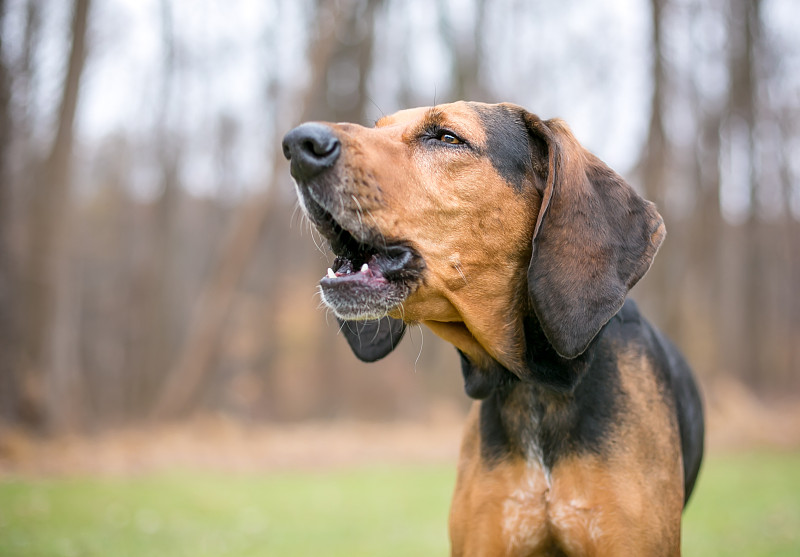 猎浣熊犬吠叫或嚎叫的猎浣熊犬