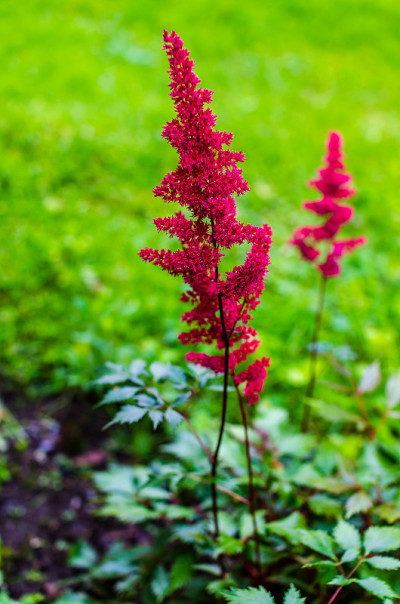 Astilbe