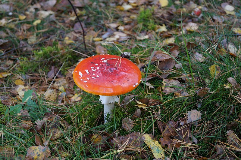 有毒Waldpilze