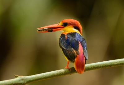 雄性黑背翠鸟(Ceyx erithacus)