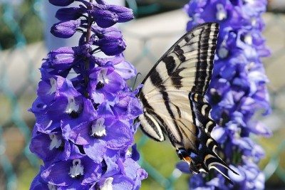 东方虎燕尾蝶(Papilio glaucus)正在吃一种紫色的罗苹(Lupinus polyphyl