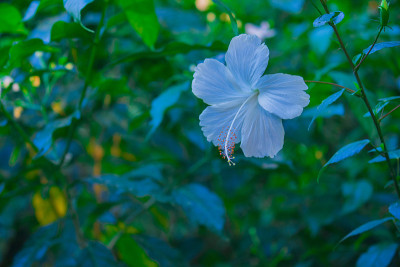 热带花园里的白色芙蓉花。