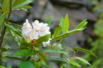 山月桂(Kalmia latifolia)