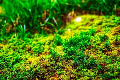 青苔鲜绿