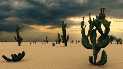 沙漠中的日落与仙人掌