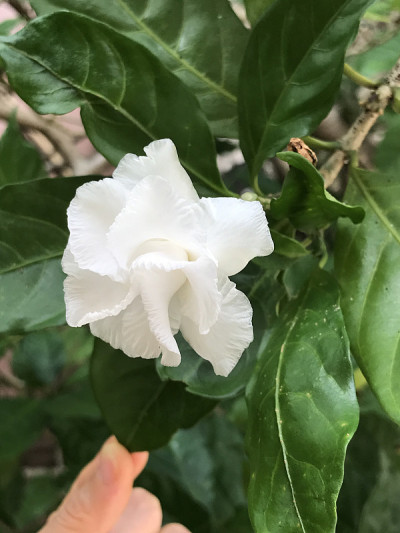 石竹或风车花或紫薇花。