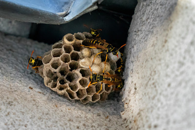 欧洲胡蜂。巢与开始殖民地。Polistes dominula
