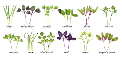 集年轻microgreen