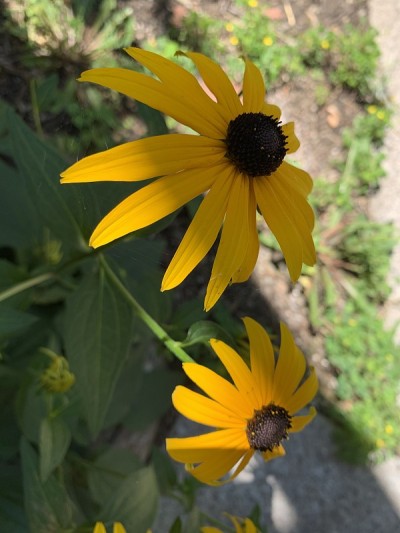 Rudbeckie 2