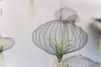 空气植物在一个网