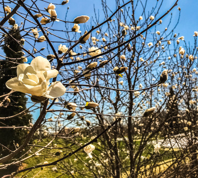 芝加哥的格兰特公园