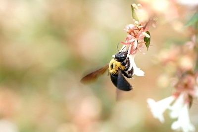 蜜蜂