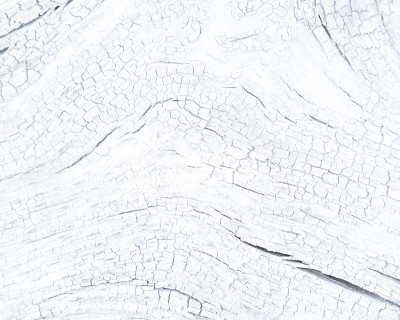 白色的老树表面作为背景