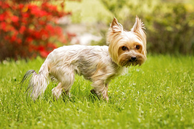 约克郡犬