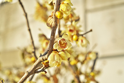 Chimonanthus praecox