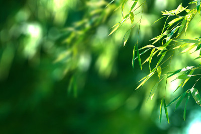 竹枝和竹叶。夏季亚洲关闭绿色背景与文本复制空间。