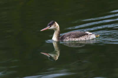 大山脊grebe (Podiceps crista)