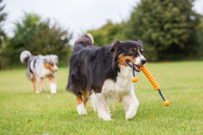 澳大利亚牧羊犬在草地上散步