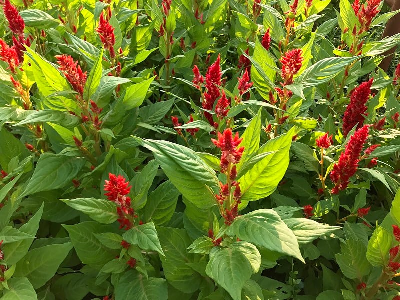 花园里盛开着红色的中国羊毛花