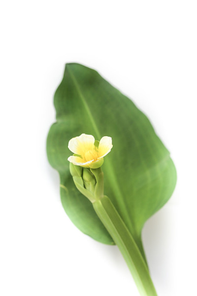 水葫芦(凤眼莲)。