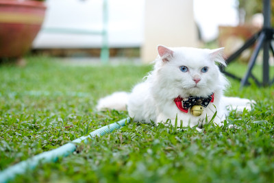 白色的波斯猫