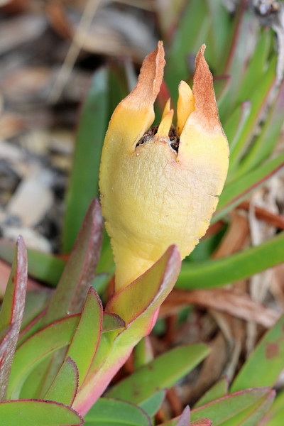 Mittagsblumen