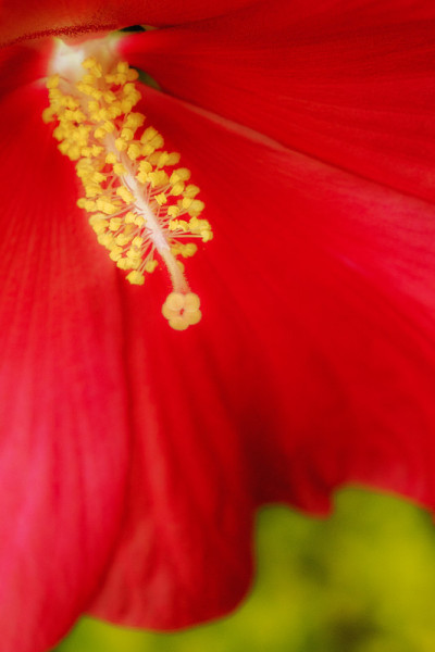 一个巨大的红色芙蓉花的微距特写