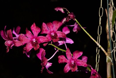 粉色兰花