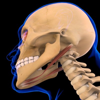 医学概念3D的二腹肌解剖