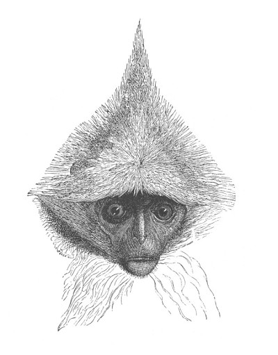 可爱的毛毛猴子头部照片，古董雕刻插图