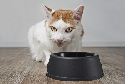 有趣的虎斑猫旁边的宠物食品盘等待食物。