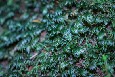 苔藓植物挂毯