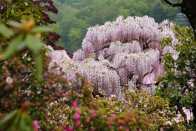 日本紫藤花盛开