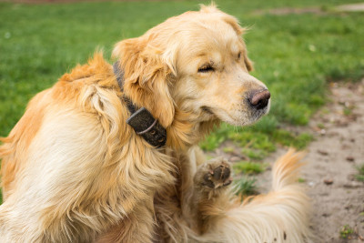 成年金毛猎犬抓跳蚤