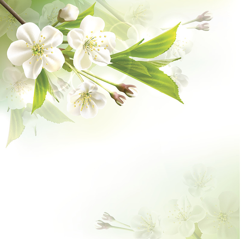 盛开着白花的树枝