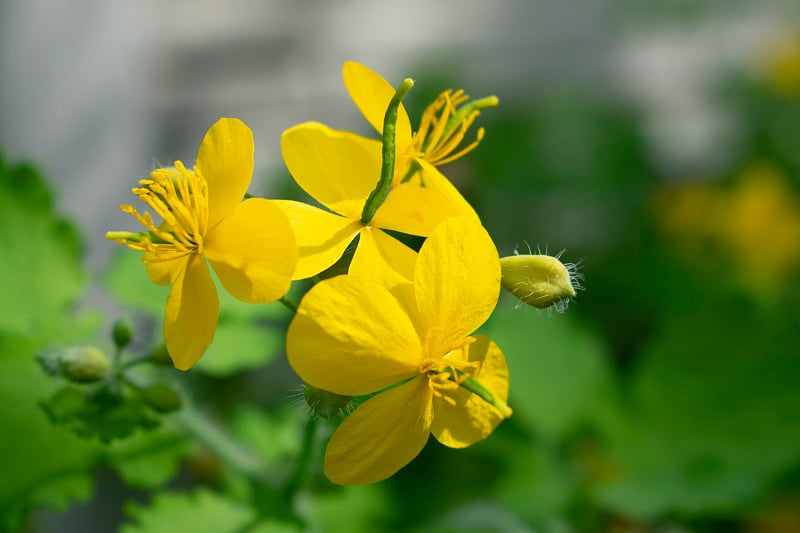 白屈菜花闭合