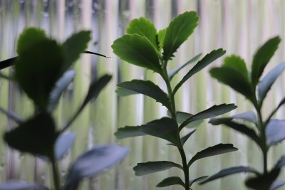 花盆里美丽的肉质植物。