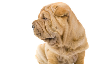 Sharpei狗